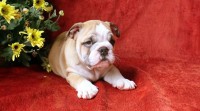 Preciosos bebes Bulldog Ingles microchip e pedigree em Botafogo