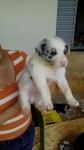 Vendo lindos filhotes Bolder Collie com pedigree