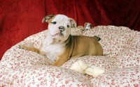 Preciosos bebes Bulldog Ingles microchip e pedigree em Botafogo