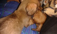 FILHOTES DE DACHSHUND ANÃO E MINIATURA PELO CURTO