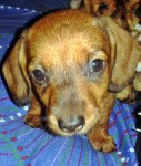 FILHOTES DE DACHSHUND ANÃO E MINIATURA PELO CURTO