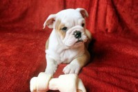 Preciosos bebes Bulldog Ingles microchip e pedigree em Botafogo