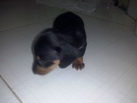 Vendo Filhotes macho Dachshund Standard