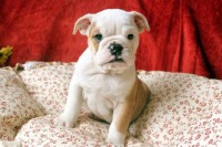 Preciosos bebes Bulldog Ingles microchip e pedigree em Botafogo