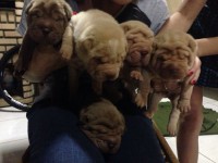 Sharpei