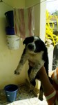 lindos filhotes Bolder Collie preto e branco