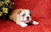 Preciosos bebes Bulldog Ingles microchip e pedigree em Botafogo
