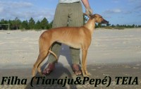 Vendo cachorros galgos