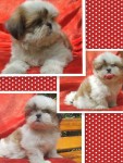 Lindos filhotes de shih tzu e Lhasa apso em ate 18x
