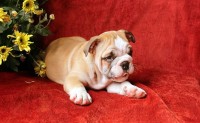 Preciosos bebes Bulldog Ingles microchip e pedigree em Botafogo