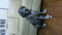 Filhotes de Dog Alemão com 2 meses