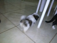 Filhotes Shih Tzu – machos e femeas – Nao entrego