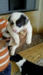 Vendo lindos filhotes Bolder Collie com pedigree