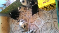 Vendo lindos filhotes Bolder Collie com pedigree