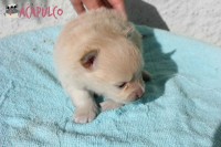 Filhotes de Spitz Alemão Anão – Canil Acapulco