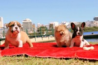 Qualidade: Filhote macho Bulldog Francês com pedigree em Botafogo