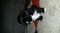 Filhotes de Lhasa Apso