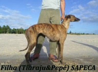 Vendo cachorros galgos