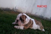buldogue inglês filhotes