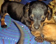 FILHOTES DE DACHSHUND ANÃO E MINIATURA PELO CURTO