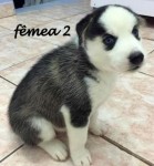 Husky siberianos