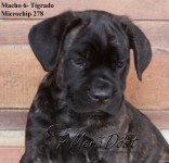 Filhotes Cane Corso Italiano