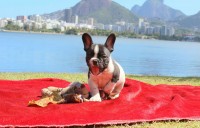 Qualidade: Filhote macho Bulldog Francês com pedigree em Botafogo
