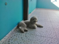 Poodle procura namorada do mesmo porte