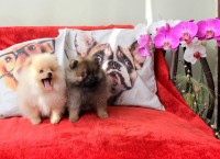 Luxo de qualidade: Machinho Lulu da Pomerania