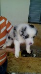 Vendo lindos filhotes Bolder Collie com pedigree