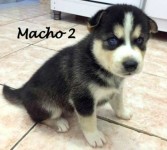 Husky siberianos