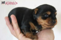 Filhotes de Yorkshire Terrier – Canil Acapulco