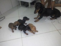 Vendo Filhotes macho Dachshund Standard