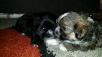 Filhotes de Lhasa Apso