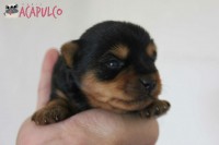 Filhotes de Yorkshire Terrier – Canil Acapulco