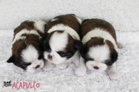 Filhotes de Shih Tzu – Canil Acapulco
