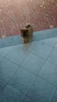Filhote de Chow Chow Femea