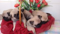 Pug Pedigree CBKC