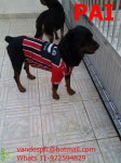 Rottweiler