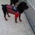 filhotes-de-rottweiler-nascido-em-18-10-13-71996-1384017030