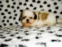 Filhotes de Shih Tzu machos e fêmeas em ate 12 x no cartão