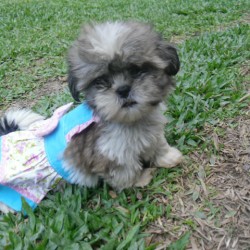 filhotes da raça lhasa apso  border collie 027