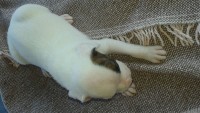 Filhotes de Boxer