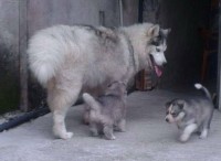 Filhotes de HUsky Siberiano
