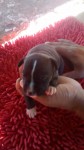 Lindos pit bulls