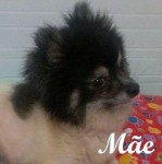 Spitz Alemão Anão