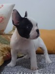 bulldog francês fêmea