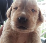 Filhotes de golden retriever