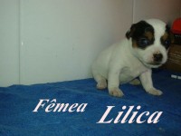 Jack Russell Terrier