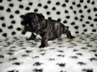 Filhotes de Bulldog Francês machos e fêmeas em ate 12 x no cartão
